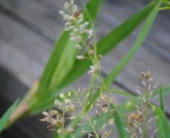 Lepidium densiflorum