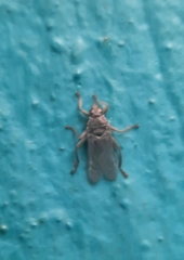 Hippoboscidae