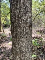 Quercus sinuata