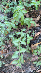 Whipplea modesta