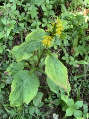 Solidago macrophylla