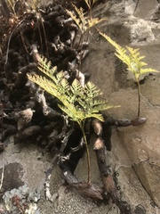 Davallia canariensis