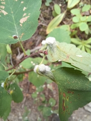Blaesodiplosis