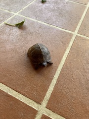 Terrapene carolina triunguis