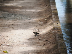 Fringilla coelebs maderensis