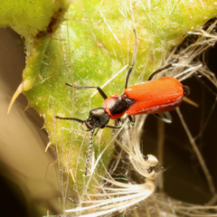 Anthocomus rufus