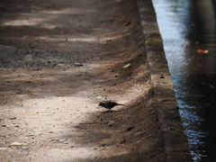Fringilla coelebs maderensis