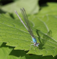 Argia moesta