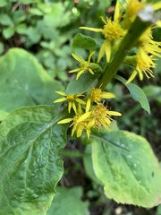 Solidago macrophylla
