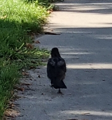 Corvus cornix × corone