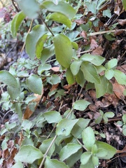 Whipplea modesta