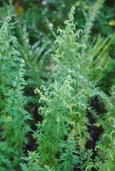 Artemisia vulgaris