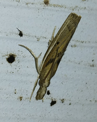 Fissicrambus mutabilis