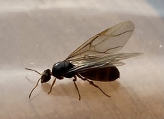 Lasius americanus