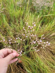 Limonium carolinianum