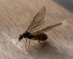 Lasius americanus