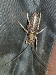 Cyphoderris monstrosa