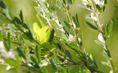 Schistocerca