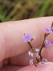 Limonium carolinianum