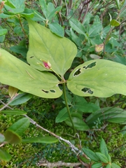 Trillium undulatum
