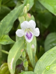 Asystasia intrusa