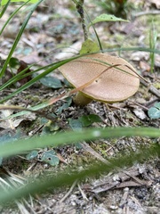 Aureoboletus innixus