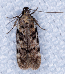 Chionodes mediofuscella