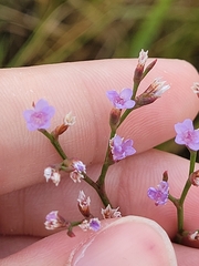 Limonium carolinianum