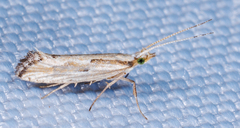 Plutella porrectella