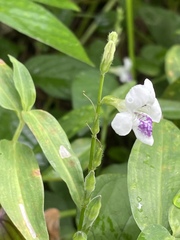 Asystasia intrusa