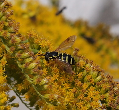 Chrysotoxum festivum