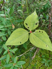 Trillium undulatum