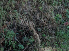 Pseudoturritis turrita