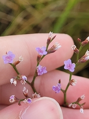 Limonium carolinianum