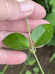 Asystasia intrusa