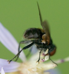Phasia aldrichii