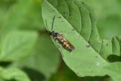 Campsomerinae