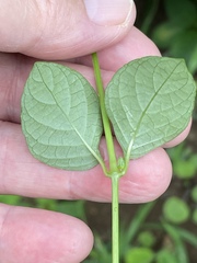 Asystasia intrusa