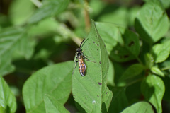 Campsomerinae