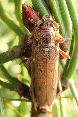 Eburida quadriguttata