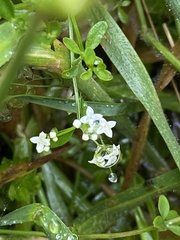 Galium palustre