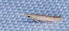 Coleophoridae