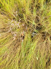 Limonium carolinianum