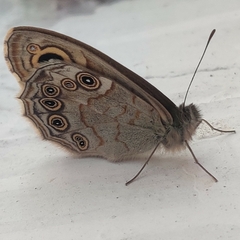 Lasiommata schakra