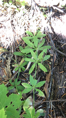 Galium triflorum