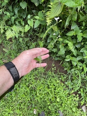 Asystasia intrusa