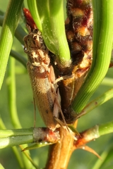 Eburida quadriguttata