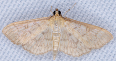 Herpetogramma theseusalis
