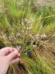 Limonium carolinianum