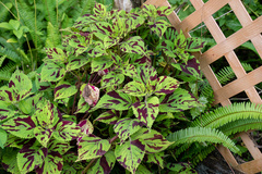Coleus scutellarioides